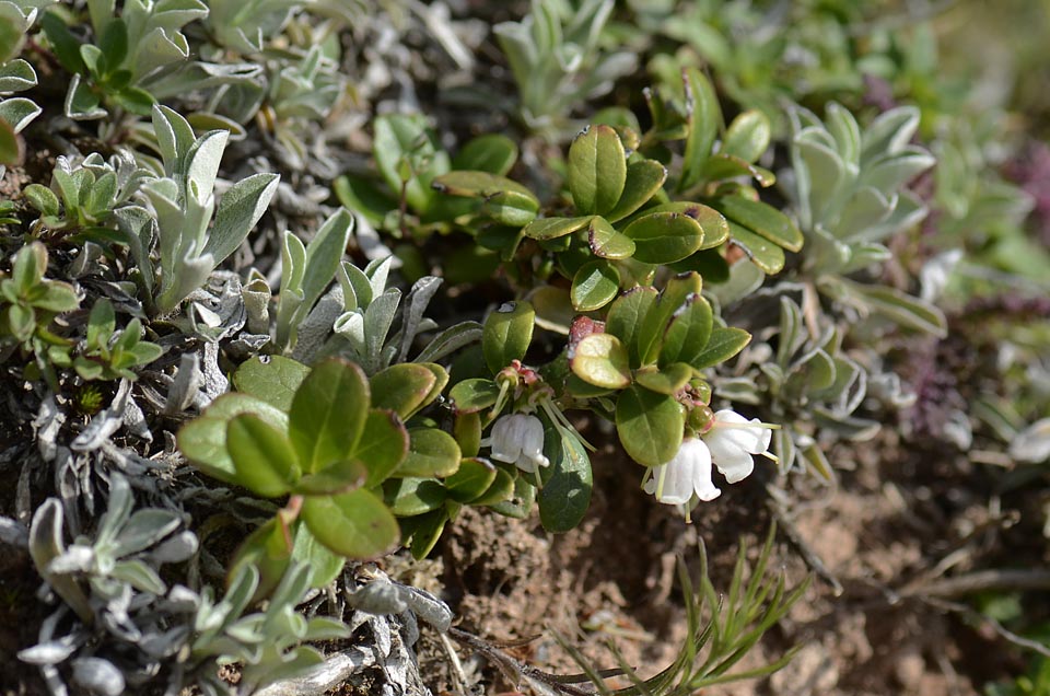 Vaccinium vitis-idaea / Mirtillo rosso